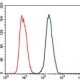 Anti-C-Reactive-Protein-CRP-Antibody-in-flow