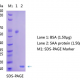 Anti-Serum-Amyloid-A-SAA-Antibody-WB
