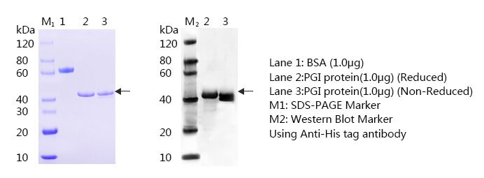 Pepsinogen-I-SDS-page-and-WB