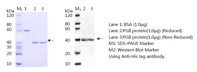 Pepsinogen-II-SDS-PAGE-and-WB