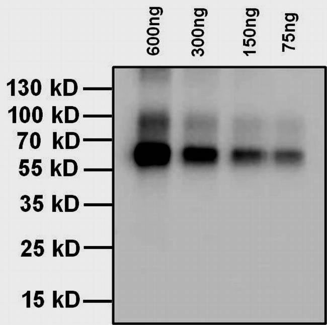 Thyroxine-T4-Antibody-in-WB