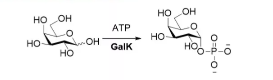 Galactokinase; BiGalK CAS 9030-53-9 EC 2.7.1.6
