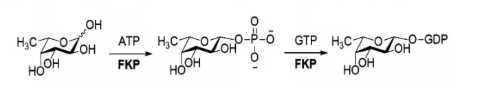 L-fucokinaseGDP-fucose pyrophos-phorylase; FKP CAS 37278-00-5 EC 2.7.1.52(2.7.7.30)