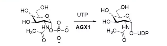 N-acetylglucosamine-1-Puridyltransferase; AGX1 EC 2.3.1.157