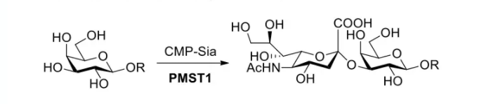 alpha2, 3-sialyltransferase; PmST1 CAS 71124-51-1 EC 2.4.99.4