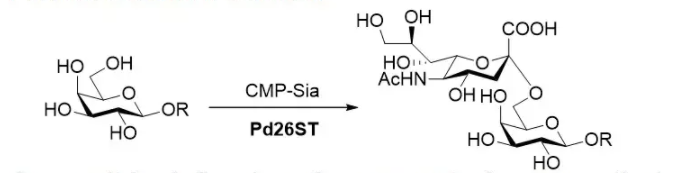 alpha2,6-sialyltransferase; Pd26ST CAS 9075-81-4 EC 2.4.99.1