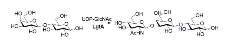 beta1, 3-N-acetylhexaminyltransferase; LgtA CAS 37277-64-8 EC 2.4.1.56