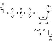 Structure of m7Gppp CAS UENA-0198