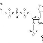 Structure of m7GpppNm CAS UENA-0197