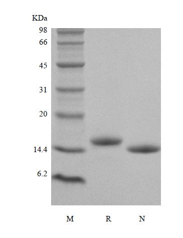 SDS-PAGE of Recombinant Human Interleukin-22