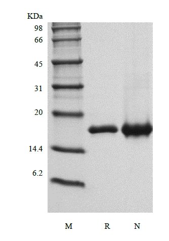 SDS-PAGE of Recombinant Human Interleukin-36 alpha, 158a.a.