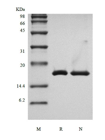SDS-PAGE of Recombinant Human Interleukin-36 beta, 157a.a.