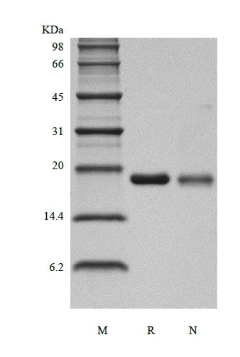 SDS-PAGE of Recombinant Human Interleukin-36 gamma, 169a.a.