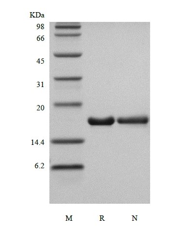 SDS-PAGE of Recombinant Human Interleukin-36 Receptor Antagonist Protein