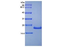 SDS-PAGE of Recombinant Human Stem Cell Factor