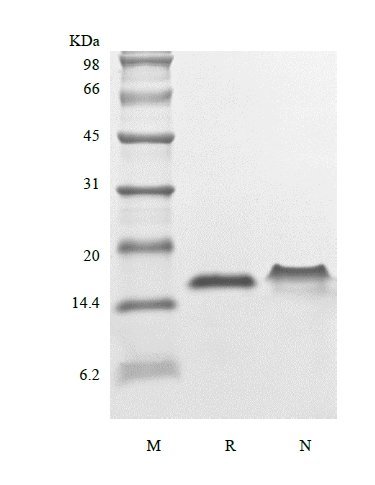 SDS-PAGE of Recombinant Human Thymic Stromal Lymphopoietin