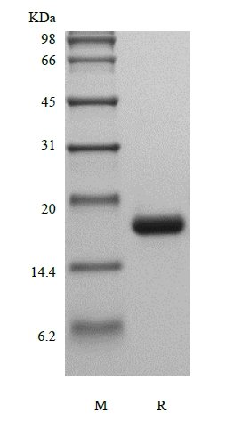 SDS-PAGE of Recombinant Human Macrophage Colony-stimulating Factor