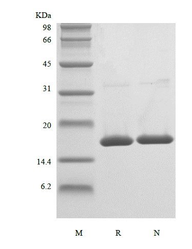 SDS-PAGE of Recombinant Human Tumor Necrosis Factor-alpha/TNFSF2