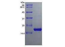 SDS-PAGE of Recombinant Human B cell Activating Factor/TNFSF13B