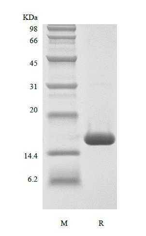 SDS-PAGE of Recombinant Human soluble CD40 Ligand/TNFSF5