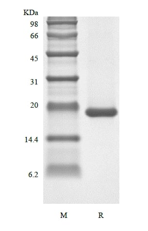 SDS-PAGE of Recombinant Human Leukemia Inhibitory Factor