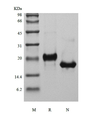 SDS-PAGE of Recombinant Human soluble Fas Receptor/TNFRSF6