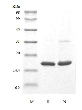 SDS-PAGE of Recombinant Human Basic Fibroblast Growth Factor