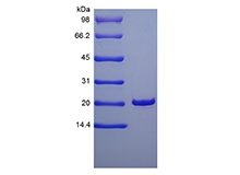 SDS-PAGE of Recombinant Human Keratinocyte Growth Factor 1/FGF-7