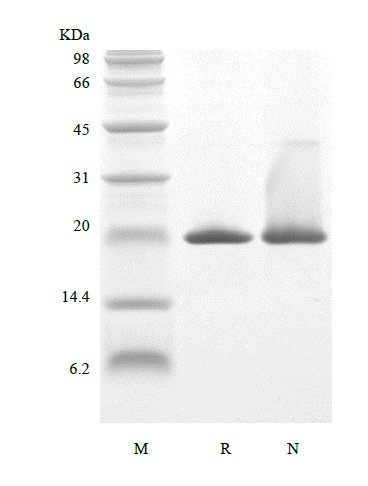 SDS-PAGE of Recombinant Human Keratinocyte Growth Factor-2/FGF-10
