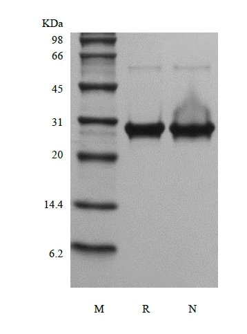 SDS-PAGE of Recombinant Human Fibroblast Growth Factor 13