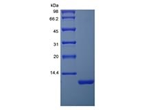 SDS-PAGE of Recombinant Human DES1-3 Insulin-like Growth Factor 1