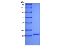 SDS-PAGE of Recombinant Human Insulin-like Growth factor-2