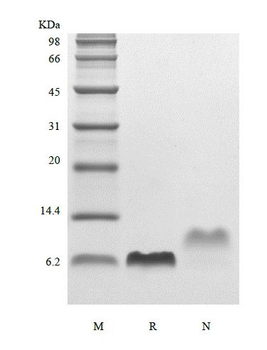 SDS-PAGE of Recombinant Human Epidermal Growth Factor