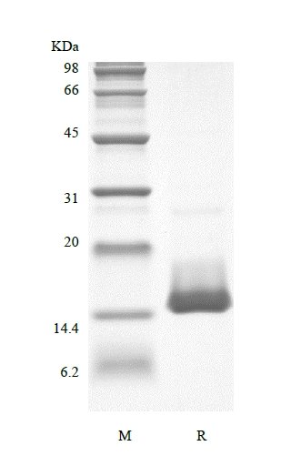 SDS-PAGE of Recombinant Human Platelet-derived Growth Factor-BB
