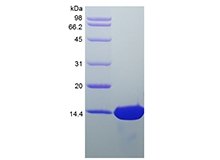 SDS-PAGE of Recombinant Human Heparin-binding EGF-like Growth Factor