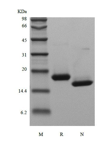 SDS-PAGE of Recombinant Human Interferon-alpha2b, Yeast