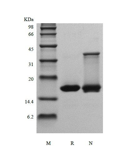 SDS-PAGE of Recombinant Human Glia Maturation Factor beta