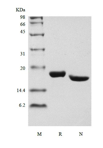 SDS-PAGE of Recombinant Human Mesencephalic Astrocyte-Derived Neurotrophic Factor