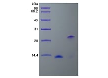 SDS-PAGE of Recombinant Human Bone Morphogenetic Protein 2