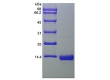 SDS-PAGE of Recombinant Human Bone Morphogenetic Protein 4