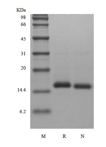 SDS-PAGE of Recombinant Human Bone Morphogenetic Protein 7