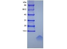 SDS-PAGE of Recombinant Human Beta-defensin 1, 47a.a.