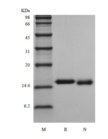 SDS-PAGE of Recombinant Rhesus Macaque Interleukin-3