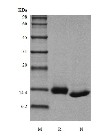 SDS-PAGE of Recombinant Rhesus Macaque Granulocyte-Macrophage Colony Stimulating Factor
