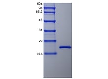 SDS-PAGE of Recombinant Rhesus Macaque Tumor Necrosis Factor-alpha/TNFSF2