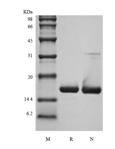SDS-PAGE of Recombinant Murine Interleukin-1 Receptor Antagonist Protein