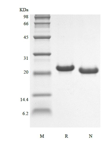 SDS-PAGE of Recombinant Murine Interleukin-6
