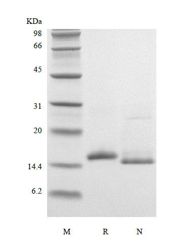 SDS-PAGE of Recombinant Murine Interleukin-16