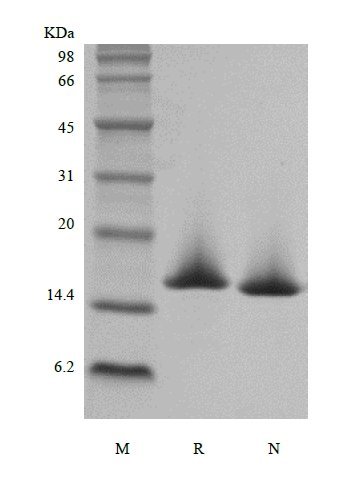 SDS-PAGE of Recombinant Murine SF-20/IL-25