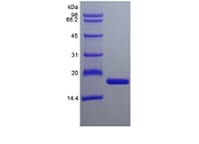 SDS-PAGE of Recombinant Murine Interleukin-36 alpha, 160a.a.